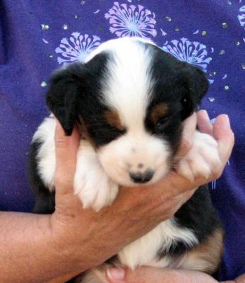 Cindi × Max litter