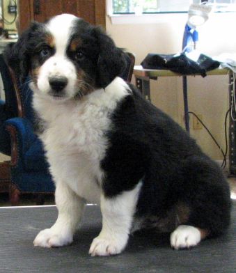 Cindi × Max litter