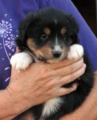 Cindi × Max litter