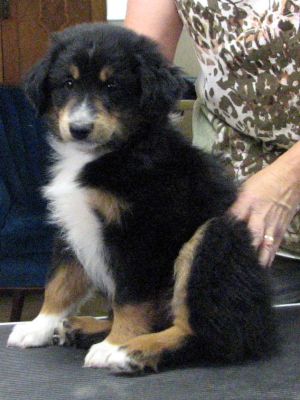 Cindi × Max litter