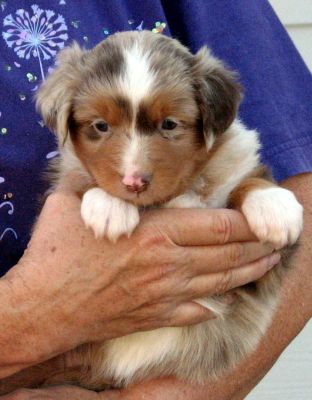 Cindi × Max litter