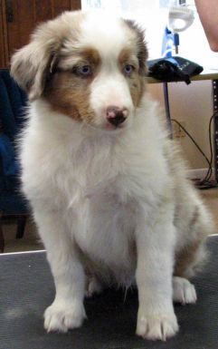 Cindi × Max litter
