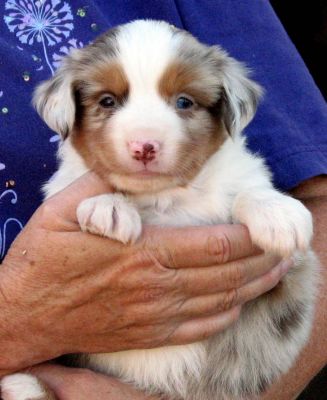 Cindi × Max litter