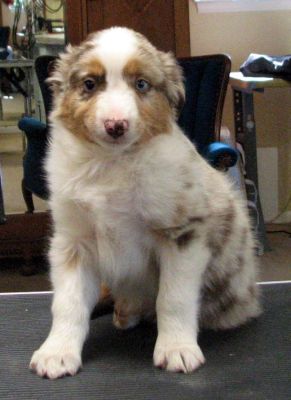 Cindi × Max litter
