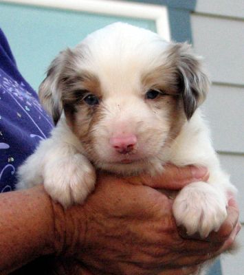 Cindi × Max litter