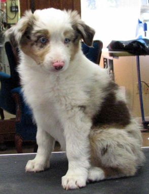 Cindi × Max litter