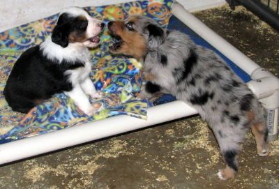 Cindi × Max litter