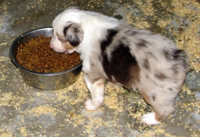 Cindi × Max litter