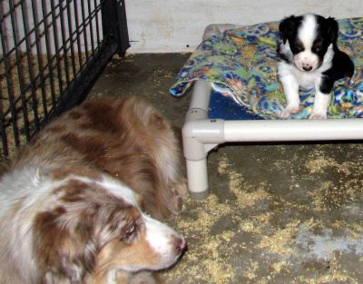 Cindi × Max litter