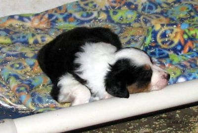 Cindi × Max litter