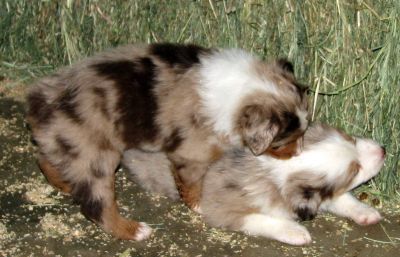 Cindi × Max litter
