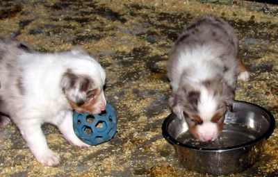 Cindi × Max litter