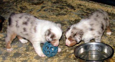 Cindi × Max litter