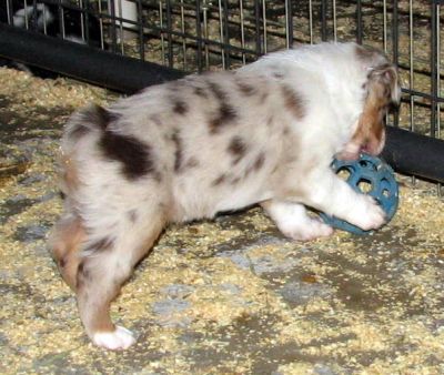 Cindi × Max litter