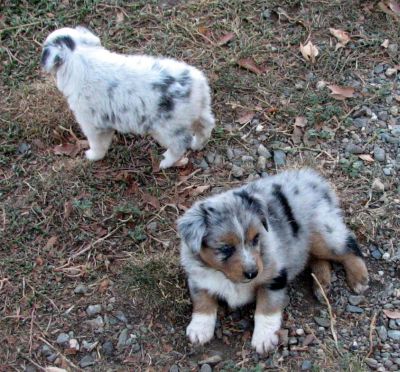 Cindi × Max litter