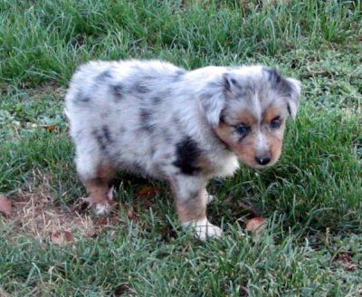 Cindi × Max litter
