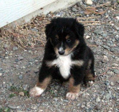 Cindi × Max litter