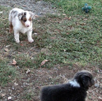 Cindi × Max litter