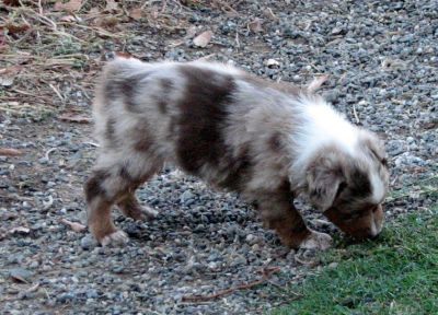 Cindi × Max litter