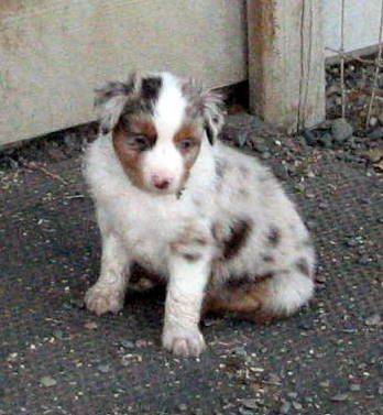 Cindi × Max litter