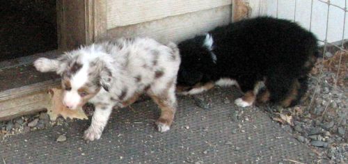 Cindi × Max litter