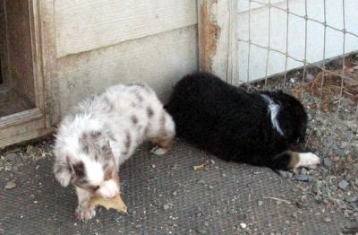 Cindi × Max litter
