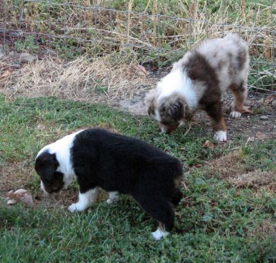 Cindi × Max litter