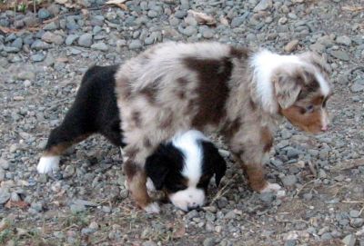 Cindi × Max litter