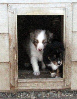 Cindi × Max litter