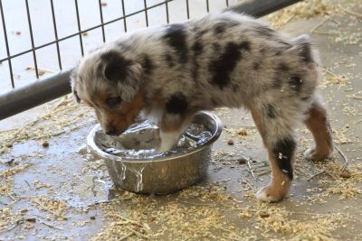 Cindi × Max litter
