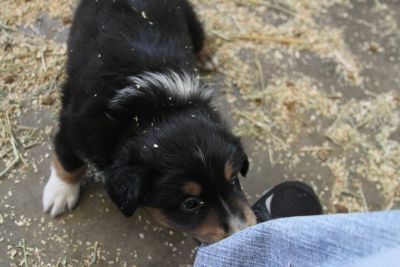 Cindi × Max litter