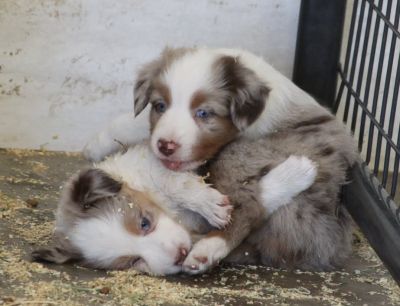 Cindi × Max litter