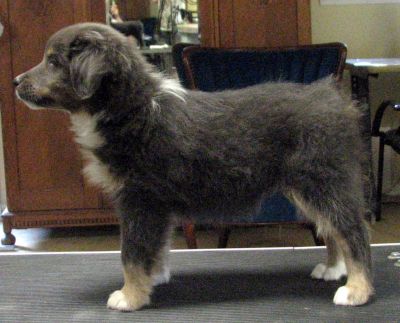 Maggie (Lacey)