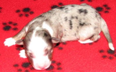 Cassie × NOAA litter