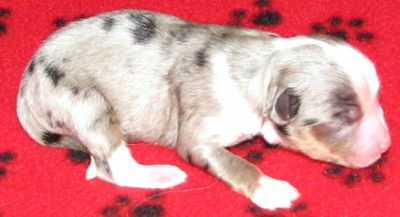 Cassie × NOAA litter