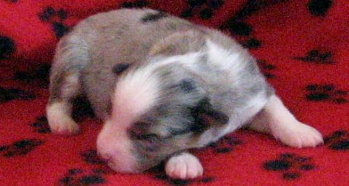 Cassie × NOAA litter