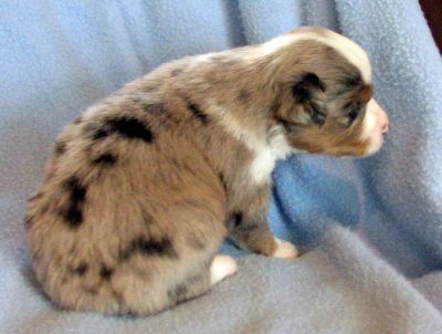 Cassie × NOAA litter