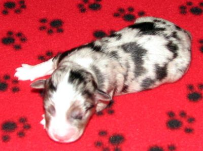 Cassie × NOAA litter