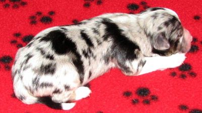 Cassie × NOAA litter