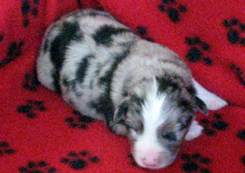 Cassie × NOAA litter