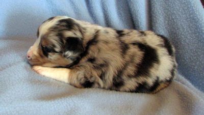 Cassie × NOAA litter