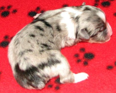 Cassie × NOAA litter