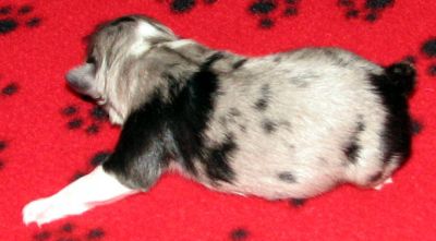 Cassie × NOAA litter