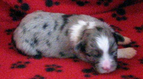 Cassie × NOAA litter