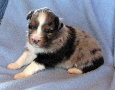 Cassie × NOAA litter