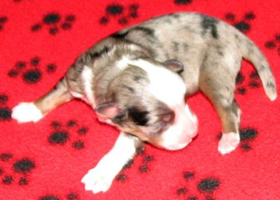 Cassie × NOAA litter