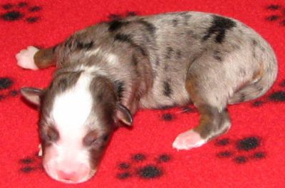 Cassie × NOAA litter