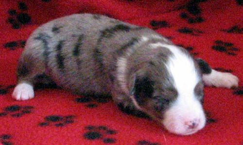 Cassie × NOAA litter