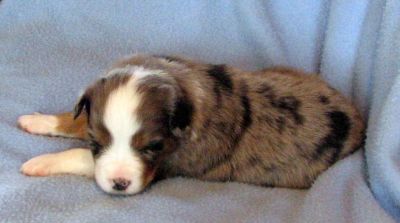 Cassie × NOAA litter