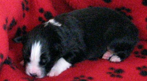 Cassie × NOAA litter